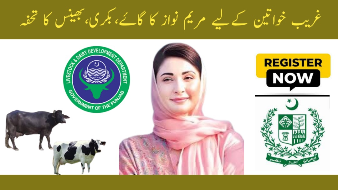 Punjab’s Free Cows, Buffaloes, and Goats Scheme for Rural Women